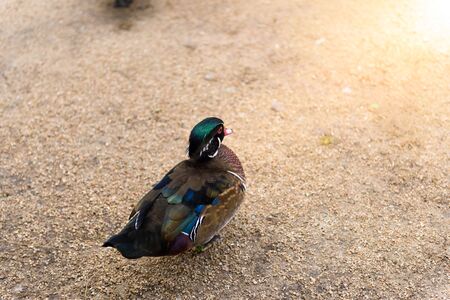 male mandarin duck (Aix galericulata) standingの写真素材