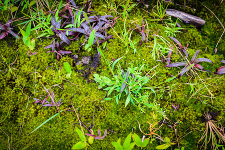Mos on Stone and the little plant