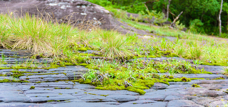 Mos on Stone and the little plantの写真素材
