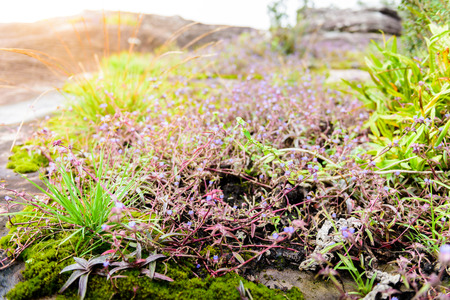 Plants ecosystems and flower in "Phu Hin Rong Kla" national park, Phitsanulok Province, Thailandの写真素材
