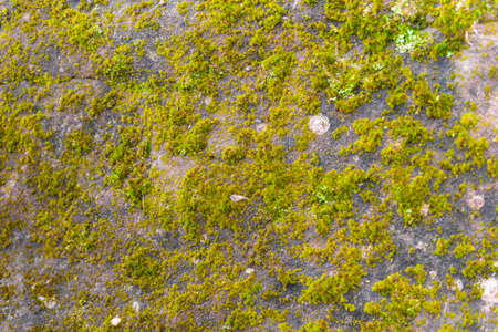 Mos on Stone and the little plantの写真素材