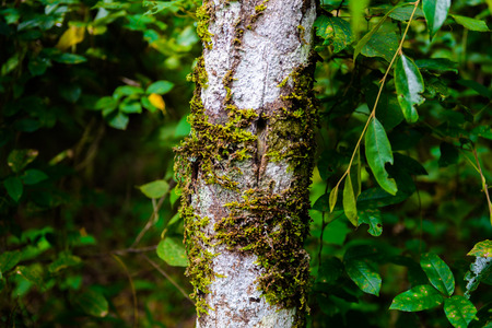 green mos on the tree texture rainforestの写真素材