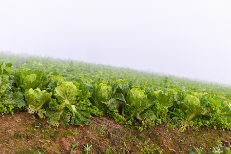 Chinese lettuce at Phu tubberk, Phetchabun, Thailand.の写真素材