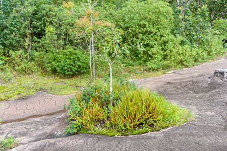 Mos on Stone and the little plantの写真素材