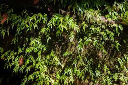 mos in rainforest close upの写真素材