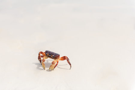 Hairy leg mountain crab on the beack at tachai island, Phuket, Thailand
