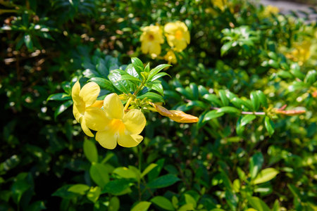 close up Allamanda yellow flower in garden