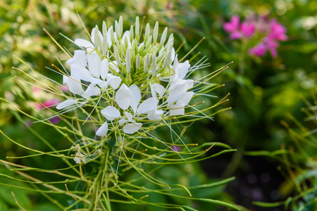The violet spider flowers in the garden of the morning with dewの写真素材