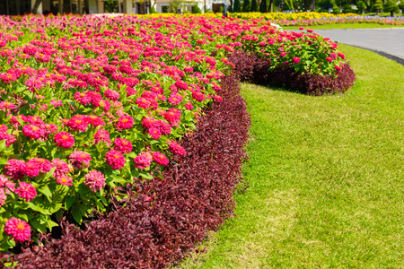 Closeup Colorful flowers in the gardenの写真素材
