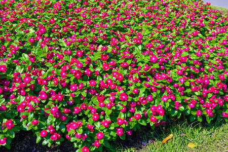 beautiful pink vinca flowers(madagascar periwinkle)の写真素材