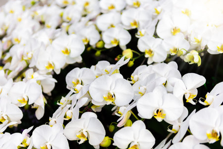 White orchid flowers on the tree in the gardenの写真素材