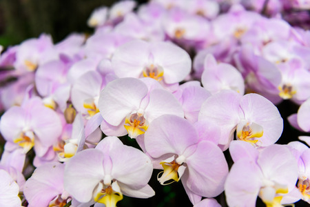 White orchid flowers on the tree in the gardenの写真素材