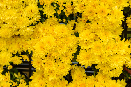 The vertical garden, Multicolored flowers and leavesの写真素材