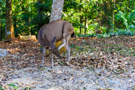 female deer during fall in the forestの写真素材