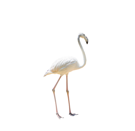 Bird flamingo walking on a white backgroundの写真素材