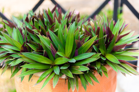 Tradescantia zebrina in flowerpot for garden decorations paths, closeup shotの写真素材