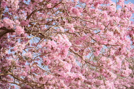 Tabebuia rosea is a Pink Flower neotropical tree. common name Pink trumpet tree, Pink poui, Pink tecoma, Rosy trumpet tree, Basant raniの写真素材