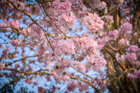 Tabebuia rosea is a Pink Flower neotropical tree. common name Pink trumpet tree, Pink poui, Pink tecoma, Rosy trumpet tree, Basant raniの写真素材