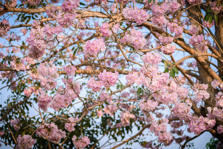 Tabebuia rosea is a Pink Flower neotropical tree. common name Pink trumpet tree, Pink poui, Pink...
