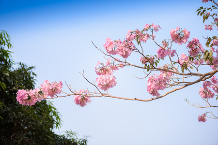 Tabebuia rosea is a Pink Flower neotropical tree and blue sky. common name Pink trumpet tree, Pink poui, Pink tecoma, Rosy trumpet tree, Basant raniの写真素材