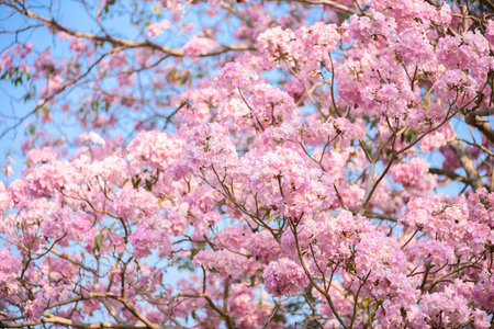 Tabebuia rosea is a Pink Flower neotropical tree. common name Pink trumpet tree, Pink poui, Pink...