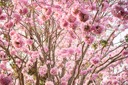Tabebuia rosea is a Pink Flower neotropical tree. common name Pink trumpet tree, Pink poui, Pink...