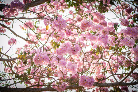 Tabebuia rosea is a Pink Flower neotropical tree. common name Pink trumpet tree, Pink poui, Pink tecoma, Rosy trumpet tree, Basant raniの写真素材