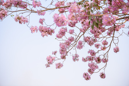 Tabebuia rosea is a Pink Flower neotropical tree and blue sky. common name Pink trumpet tree, Pink poui, Pink tecoma, Rosy trumpet tree, Basant raniの写真素材