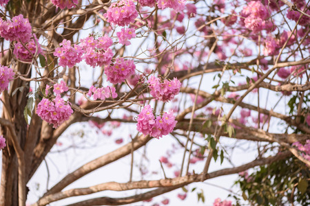 Tabebuia rosea is a Pink Flower neotropical tree. common name Pink trumpet tree, Pink poui, Pink tecoma, Rosy trumpet tree, Basant raniの写真素材