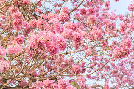 Tabebuia rosea is a Pink Flower neotropical tree. common name Pink trumpet tree, Pink poui, Pink...
