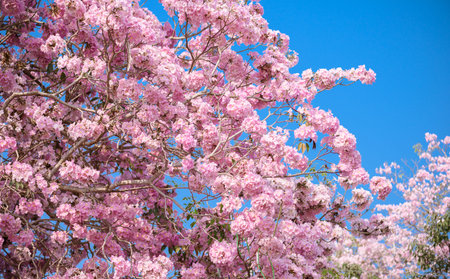 Tabebuia rosea is a Pink Flower neotropical tree and blue sky. common name Pink trumpet tree, Pink...