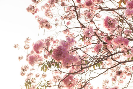 Tabebuia rosea is a Pink Flower neotropical tree and blue sky. common name Pink trumpet tree, Pink...