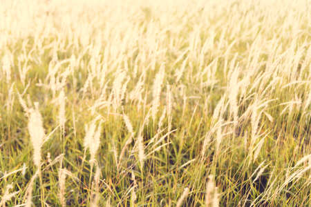 vintage grass flower field in nature backgroundの写真素材