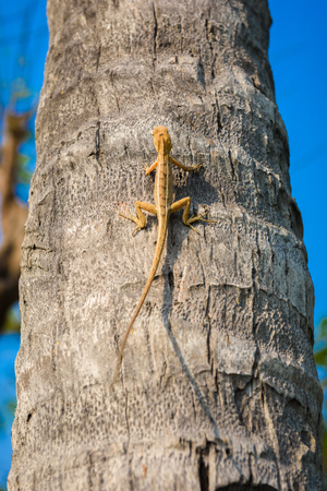 lizards,chameleon, lizards on stone,chameleon on tree,small chameleon,small lizardsの写真素材