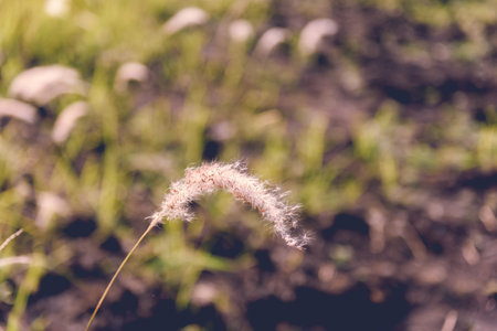 vintage grass flower field in nature background