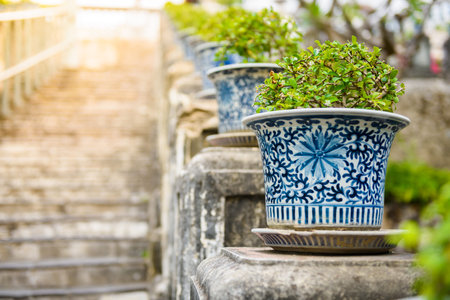 row of bonsai,Siamese rough bush in the porcelain pots use for decorative garden or staircase in the...