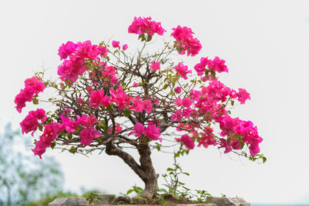 Closeup Pink blooming bougainvilleas against the blue skyの写真素材