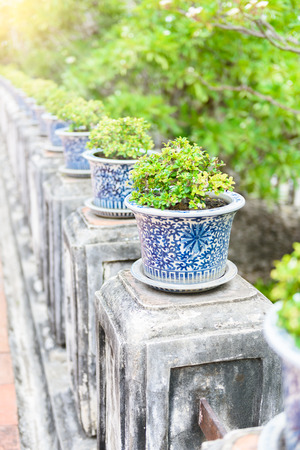 row of bonsai,Siamese rough bush in the porcelain pots use for decorative garden or walking in the parkの写真素材