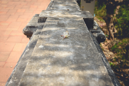 frangipani flowers, Frangipani, Pagoda tree on Old cement backgroundの写真素材
