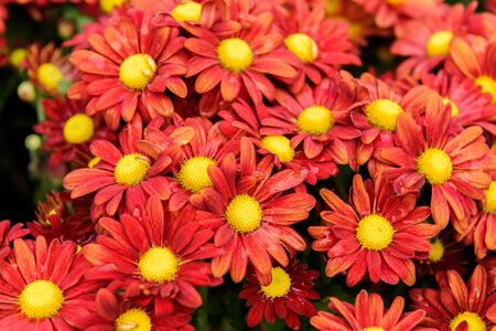 Colorful Zinnia Flower in the gardenの写真素材