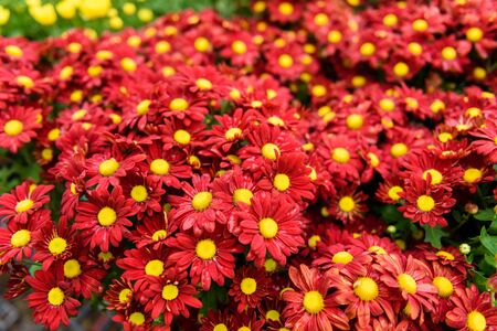 Colorful Zinnia Flower in the gardenの写真素材