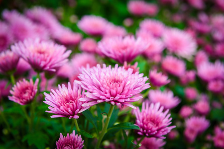 Colorful Zinnia Flower in the gardenの写真素材