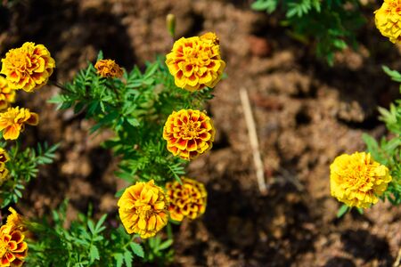 Red and Yellow Marigold Flower in gardenの写真素材