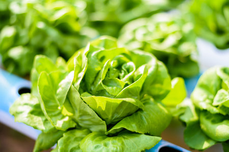Organic hydroponic vegetable cultivation farm