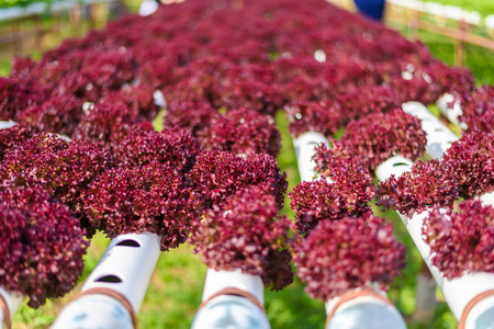 Organic hydroponic vegetable cultivation farmの写真素材