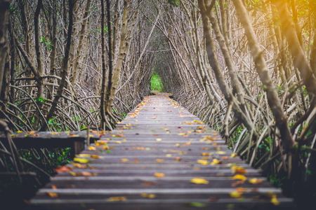 Tree tunnel, Wooden Bridge In Mangrove Forest at Laem Phak Bia, Phetchaburi, Thailandの写真素材