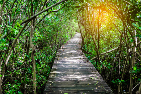 Tree tunnel, Wooden Bridge In Mangrove Forest at Laem Phak Bia, Phetchaburi, Thailandの写真素材