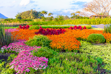 multicolored flowerbed, colorful flower on a lawn or gardenの写真素材