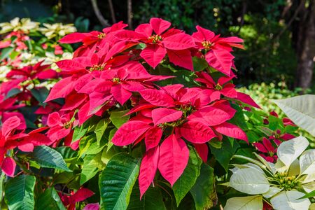 Closeup of red poinsettia flowers (Euphorbia pulcherrima)の写真素材