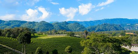 Green Tea Farm, Tea Plantation in thailandの写真素材